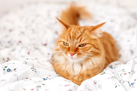 可爱的姜猫躺在床上 毛绒宠物看起来很生气 很舒适的家庭背景瞌睡白色动物日光床单红色毛皮毯子哺乳动物小憩图片