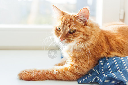 可爱的姜猫躺在窗帘上的蓝条纹衬衫上 家庭背景和家养宠物都很舒适手表窗台衣服连衣裙小猫蓝色乐趣窗户猫咪动物图片