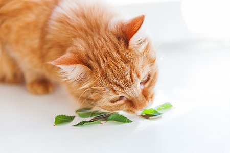 可爱的姜猫闻到绿叶味 在家里温馨的春天早晨图片