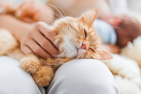 女人跪着追可爱的姜猫 毛绒小宠物在欢乐中飘荡 在家很舒适中风女士哺乳动物猫科动物说谎猫咪毛皮红色膝盖乐趣图片