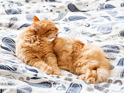 可爱的姜猫在床上舔 毛绒宠物要睡在这里 在家睡觉很舒服图片