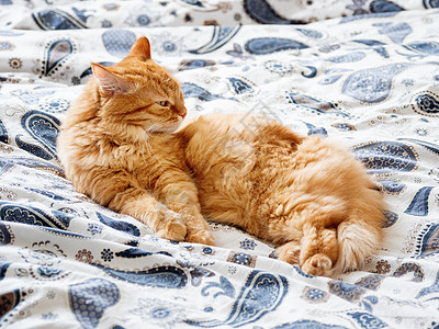 躺在床上的可爱的姜猫 睡得安稳 舒适 家室背景 早上睡觉时间背景图片