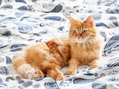睡在床上的可爱小猫咪 毛绒宠物要睡在这里 在家睡得很舒服图片