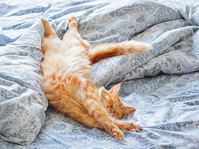 可爱的姜猫躺在床上 毛绒宠物伸展 舒适的家庭背景 早睡时间动物毛皮瞌睡就寝日光小憩胡须哺乳动物毯子猫咪图片