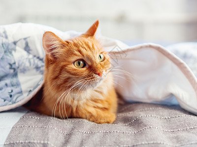 可爱的姜猫躲在毯子下 毛绒宠物 面部表情很滑稽哺乳动物猫咪时间就寝灰色动物情感猫科动物图片