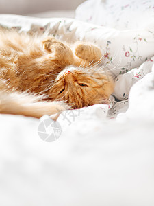 可爱的姜黄色猫躺在床上 盖着毯子 毛茸茸的宠物舒适地入睡 舒适的家庭背景与有趣的宠物 复制空间毛皮哺乳动物时间小猫动物就寝日光图片