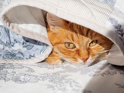 可爱的姜黄色猫躺在床上 盖着毯子 毛茸茸的宠物舒适地入睡 舒适的家庭背景与有趣的宠物猫科动物小猫就寝哺乳动物日光猫咪毛皮时间动物图片