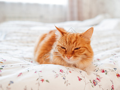 床上躺着可爱的姜猫 睡在舒适的家里睡觉时间 毛绒宠物被毯子缠住了毛皮动物小憩哺乳动物猫咪红色阳光就寝瞌睡图片