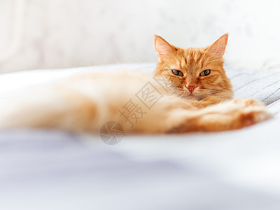 可爱的姜猫躺在床上 毛绒宠物在睡觉 家庭背景舒适床单毯子注意力时间猫咪红色胡须情感动物就寝图片