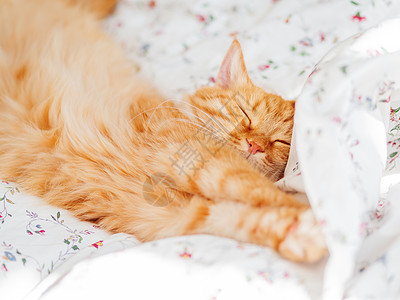 可爱的姜猫躺在床上 毛绒宠物伸展 舒适的家庭背景 早睡时间日光动物红色猫咪瞌睡图案床单白色就寝阳光图片