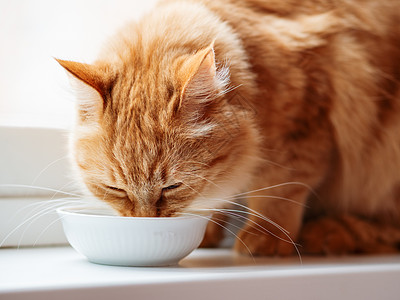 可爱的姜猫从白碗里喝牛奶的照片贴近点 窗台上有毛口渴宠物猫科毛皮白色动物哺乳动物猫咪牛奶日光饮料图片