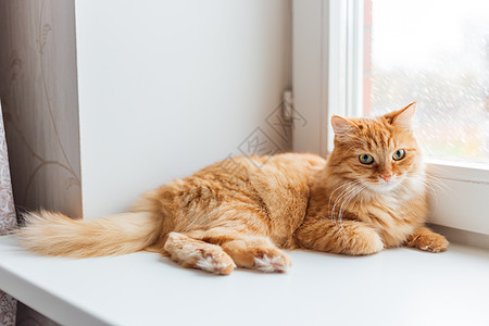 可爱的姜猫坐在窗台上等待着什么 在窗玻璃后面飘飘的雪猫咪红色日光手表降雪哺乳动物动物宠物窗户天气图片