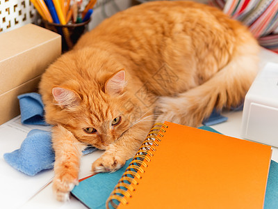 可爱的姜猫睡在办公室用品和缝纫机之间 毛绒宠物睡在文具上 舒适的家庭背景瞌睡红色猫咪哺乳动物蓝色笔记本动物桌子青色铅笔图片