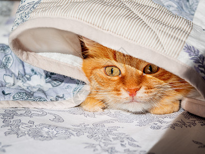 可爱的姜黄色猫躺在床上 盖着毯子 毛茸茸的宠物舒适地入睡 舒适的家庭背景与有趣的宠物猫科动物日光哺乳动物时间猫咪小猫动物就寝毛皮图片