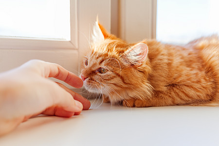 可爱的姜猫闻到人手的味道 在家很舒适的早晨 可信赖的毛绒宠物图片