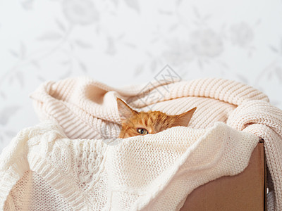 可爱的姜猫装在盒子里 有编织毛衣 奇怪的毛绒宠物和温暖的米色衣服 舒适的家庭哺乳动物纺织品开襟衫褐色情感织物服装猫科动物猫咪折叠图片