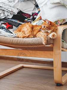 睡在椅子上的可爱的姜汁猫 屋子里乱成一团 衣服堆积混乱 毛绒宠物看起来很好奇猫科家具哺乳动物房间猫咪动物图片