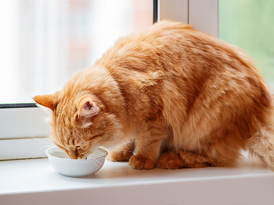 可爱的姜猫喝着白碗里的牛奶 窗台上有口渴小便宠物猫科白色猫咪饮料毛皮动物哺乳动物日光图片