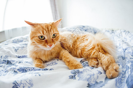 脸上表情滑稽的可爱姜猫躺在床上 毛茸茸的宠物舒适地安顿下来睡觉或玩耍 可爱舒适的背景 早上在家睡觉 鱼眼镜头效果毯子白色活力猫咪图片