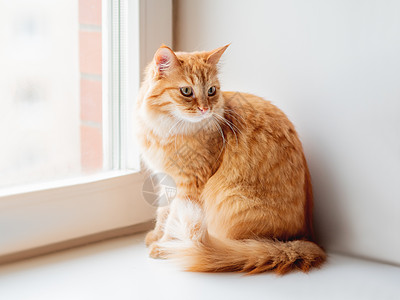 可爱的姜猫坐在窗台上等着什么 在家养毛绒宠物哺乳动物日光猫咪红色动物窗户猫科手表毛皮图片