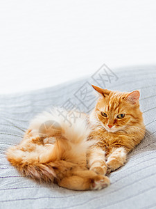 可爱的姜猫躺在床上 毛绒宠物在睡觉 舒适的家庭背景 复制空间图片