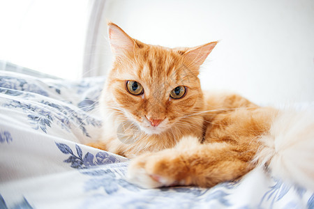 脸上表情滑稽的可爱姜猫躺在床上 毛茸茸的宠物舒适地安顿下来睡觉或玩耍 可爱舒适的背景 早上在家睡觉 鱼眼镜头效果情感白色毯子猫咪图片