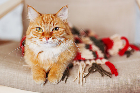 可爱的姜猫睡在条纹丝织围巾上 毛绒宠物被温暖的衣服裹着 舒适的家庭背景 文字位置图片