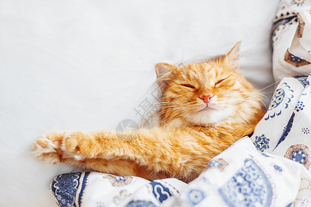 可爱的姜黄色猫躺在床上 盖着毯子 毛茸茸的宠物舒适地入睡 舒适的家庭背景与有趣的宠物 平躺 顶视图 放置文本小猫哺乳动物毛皮就寝图片