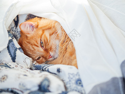 可爱的姜黄色猫躺在床上 盖着毯子 毛茸茸的宠物舒适地入睡 舒适的家庭背景与有趣的宠物动物瞌睡猫科动物日光哺乳动物小猫猫咪就寝毛皮图片