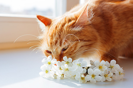金吉儿猫嗅到了一束樱花 在家里温馨的春天早晨图片