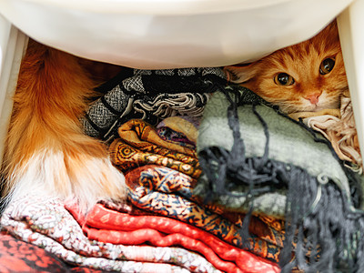 可爱的姜猫坐在衣柜里一堆五颜六色的围巾上 温暖的图案围巾折叠成堆 毛茸茸的宠物躲在他们中间 舒适的家庭背景架子哺乳动物织物隐藏衣图片