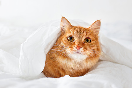 姜猫躺在床上 毛茸茸的宠物舒适地躲在毯子下睡觉或玩耍 可爱舒适的背景 早上在家温暖的就寝时间图片