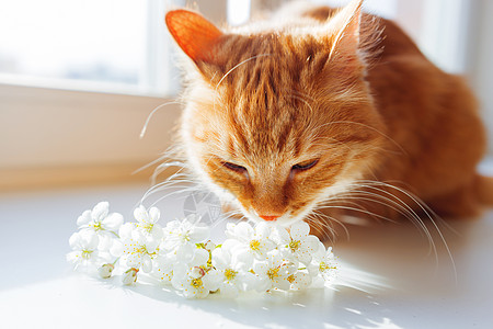 金吉儿猫闻到一束樱花的香味 在家里温馨的春天 可爱的背景和文字的地方 柔软的焦点植物花瓣香气窗台宠物太阳花束情绪小猫毛皮图片