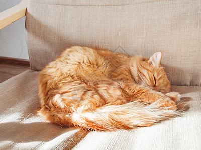 坐在椅子上可爱的姜猫 毛毛舒适舒适地安顿下来睡觉 带着有趣的宠物温馨的家庭背景小猫动物猫咪日光毛皮哺乳动物图片