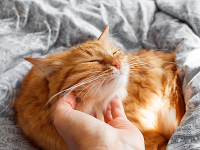 女人在她可爱的姜猫 毛茸茸的宠物躺在床上 早上睡在舒适的家里阳光红色猫咪压痛就寝哺乳动物乐趣情感小憩瞌睡图片