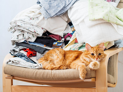 睡在椅子上的可爱的姜汁猫 屋子里乱成一团 衣服堆积混乱 毛绒宠物看起来很好奇猫咪动物哺乳动物家具猫科房间图片