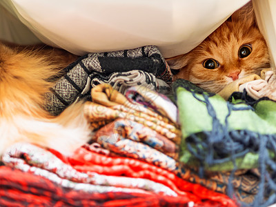 可爱的姜猫坐在衣柜里一堆五颜六色的围巾上 温暖的图案围巾折叠成堆 毛茸茸的宠物躲在他们中间 舒适的家庭背景壁橱架子纺织品隐藏哺乳图片
