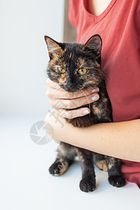 女人穿着可爱的乌龟壳颜色 毛绒宠物 宠物收养非小猫猫科动物胡须纯种女士眼睛黑色压痛中风猫咪龟甲图片