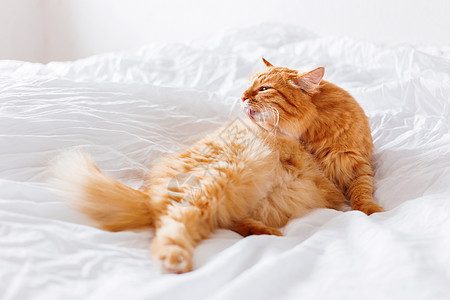 金吉儿猫舔 躺在床上 可爱的温馨背景 在家早睡时间舌头胡须小猫宠物就寝日光毛皮图片
