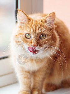 可爱的姜猫坐在窗台上舔舔 毛茸茸的宠物脸上表情很滑稽哺乳动物日光动物情感红色毛皮舌头猫咪眼睛猫科图片