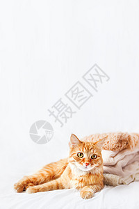 可爱的姜猫躺在一堆白色背景的米色羊毛衣服旁边 毛茸茸的宠物在镜头前盯着折叠成一堆的温暖针织毛衣和围巾 舒适的家庭背景图片