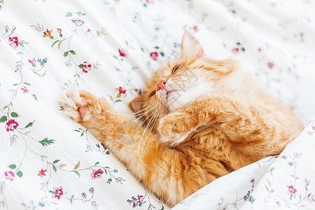 可爱的姜黄色猫躺在床上 盖着毯子 毛茸茸的宠物舒适地入睡 舒适的家庭背景与有趣的宠物动物爪子时间毛皮哺乳动物小猫日光就寝图片