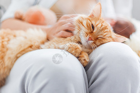 女人跪着追可爱的姜猫 毛绒小宠物在欢乐中飘荡 在家很舒适动物哺乳动物红色猫咪毛皮乐趣说谎膝盖中风猫科动物图片