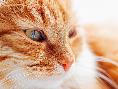 可爱的姜猫在吃药 把毛绒宠物脸的照片贴上 家畜用相机盯着看 猫眼和鼻子的宏观照片猫科动物手表红色哺乳动物毛皮猫咪动物眼睛图片