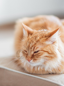 睡在沙发上可爱的姜猫 毛茸茸的宠物看起来很困苦 很舒适的家庭背景长椅小憩猫科动物情感哺乳动物动物日光毛皮胡须红色图片