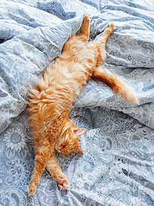 可爱的姜猫躺在床上 毛绒宠物伸展 舒适的家庭背景 早睡时间瞌睡毛皮毯子就寝哺乳动物猫咪日光动物床单胡须图片