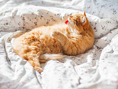 可爱的姜猫躺在床上 毛绒宠物在舔它的毛皮 在家睡得很舒服瞌睡猫咪小憩猫科动物时间舌头哺乳动物就寝爪子阳光图片