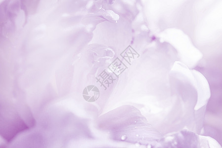 优雅的紫色糊面壁背景 花瓣和晨露滴子的宏观照片图片