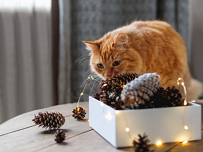 可爱的姜猫坐在木板桌边 旁边有松果和灯泡 扫描风格 圣诞节和新年庆祝活动的准备房间拥抱乡村宠物哺乳动物动物猫咪暗键桌子背景图片
