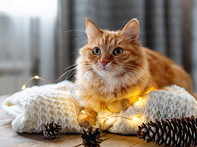 可爱的姜猫躺在白色编织毛衣上 用灯泡挂在木桌上的毛绒宠物 粉丝风格 圣诞和新年庆祝活动的准备哺乳动物暗键桌子乡村松果开襟衫猫咪衣背景图片